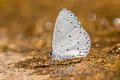 Bicoloured Hedge Blue Udara selma indosinica