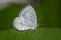 Bicoloured Hedge Blue Udara selma indosinica