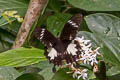 Black-and-white Helen Papilio nephelus sunatus