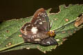 Black-and-white Flat Gerosis limax dirae (Malayan Yellow-breasted Flat)