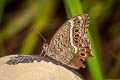 Black-spotted Labyrinth Neope muirheadii bhima