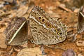 Black-spotted Labyrinth Neope muirheadii bhima