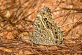 Black-spotted Labyrinth Neope muirheadii bhima
