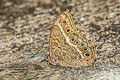 Black-spotted Labyrinth Neope muirheadii bhima