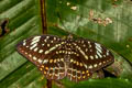 Black-tip Archduke lexias dirtea agosthena (Dark Archduke)