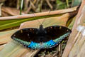 Black-tip Archduke lexias dirtea bontouxi (Dark Archduke)