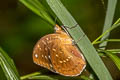 Black-tip Archduke lexias dirtea agosthena (Dark Archduke)