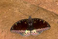 Black-tip Archduke lexias dirtea agosthena (Dark Archduke)