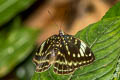 Black-tip Archduke lexias dirtea agosthena (Dark Archduke)
