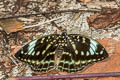 Black-tip Archduke lexias dirtea agosthena (Dark Archduke)