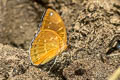 Black-tip Archduke lexias dirtea agosthena (Dark Archduke)