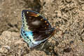 Black-tip Archduke lexias dirtea agosthena (Dark Archduke)