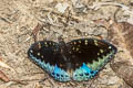 Black-tip Archduke lexias dirtea agosthena (Dark Archduke)