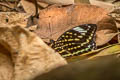Black-tip Archduke lexias dirtea agosthena (Dark Archduke)