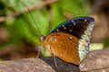 Black-tip Archduke lexias dirtea ssp. (Dark Archduke)