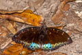 Black-tip Archduke lexias dirtea ssp. (Dark Archduke)