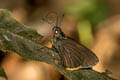 Black-veined Branded Redeye Matapa sasivarna (Green Redeye)