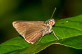 Black-veined Branded Redeye Matapa sasivarna (Green Redeye)