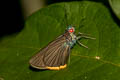 Black-veined Branded Redeye Matapa sasivarna (Green Redeye)