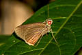 Black-veined Branded Redeye Matapa sasivarna (Green Redeye)