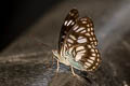 Black-veined Sergeant Athyma ranga obsolescens (Blackvein Sergeant)