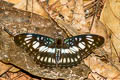 Black-veined Sergeant Athyma ranga ranga (Blackvein Sergeant)