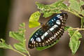 Black-veined Sergeant Athyma ranga ranga (Blackvein Sergeant)