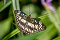 Black-veined Sergeant Athyma ranga ranga (Blackvein Sergeant)