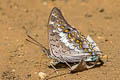 Black Rajah Charaxes solon sulphureus