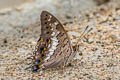 Black Rajah Charaxes solon sulphureus