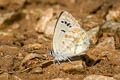 Black Spotted Cupid Tongeia ion ssp.