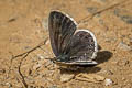 Black Spotted Cupid Tongeia ion ssp.