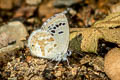 Black Spotted Cupid Tongeia ion ssp.