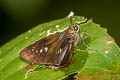 Blank Swift Caltoris kumara moorei