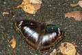 Blue-bordered Sergeant Athyma whitei whitei