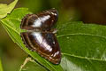 Blue-bordered Sergeant Athyma whitei whitei