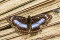 Blue-bordered Sergeant Athyma whitei whitei