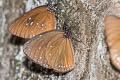 Blue-branded King Crow Euploea eunice leucogonis