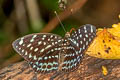 Blue-spot Archduke Lexias albopunctata albopunctata