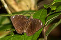 Blue-spot Archduke Lexias albopunctata albopunctata