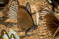 Blue-striped Mime Papilio slateri slateri