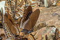 Blue-striped Mime Papilio slateri tavoyanus