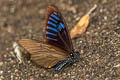 Blue-striped Mime Papilio slateri slateri