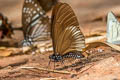Blue-striped Mime Papilio slateri marginata