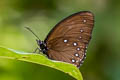 Blue-striped Palmfly Elymnias patna ssp. nov.