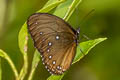 Blue-striped Palmfly Elymnias patna ssp. nov.