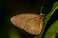 Blue-striped Palmfly Elymnias patna patna