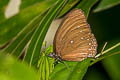 Blue-striped Palmfly Elymnias patna patna