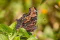 Blue Admiral Nymphalis canace canace