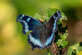 Blue Admiral Kaniska canace canace